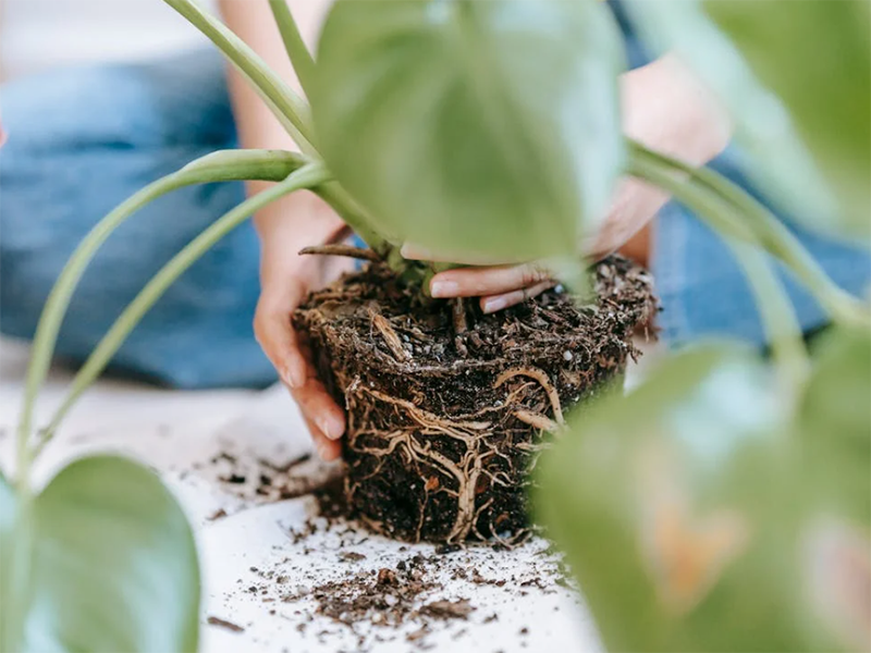 土壤五參數測定儀詳細參數
