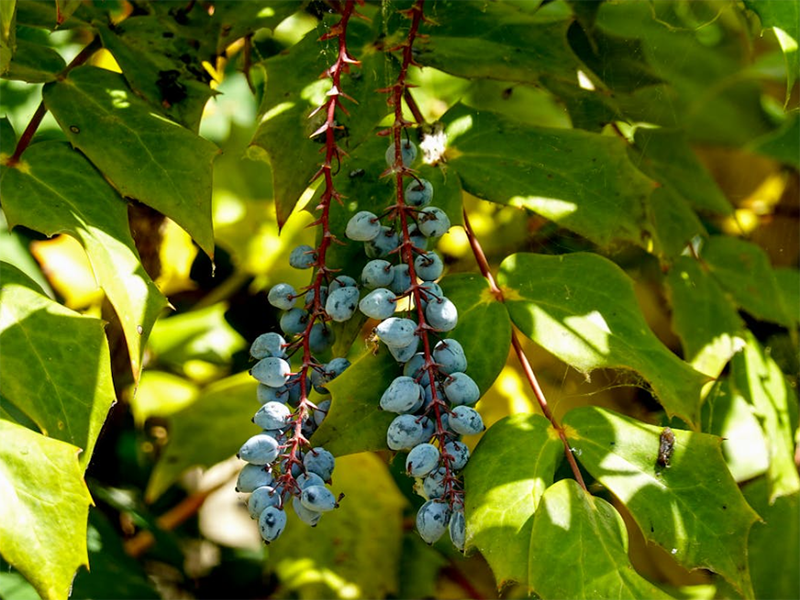 土壤肥料養(yǎng)分檢測(cè)儀核心優(yōu)勢(shì)