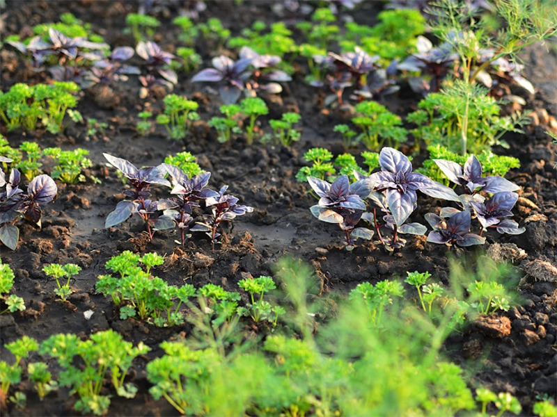 土壤溫度需要檢測嗎