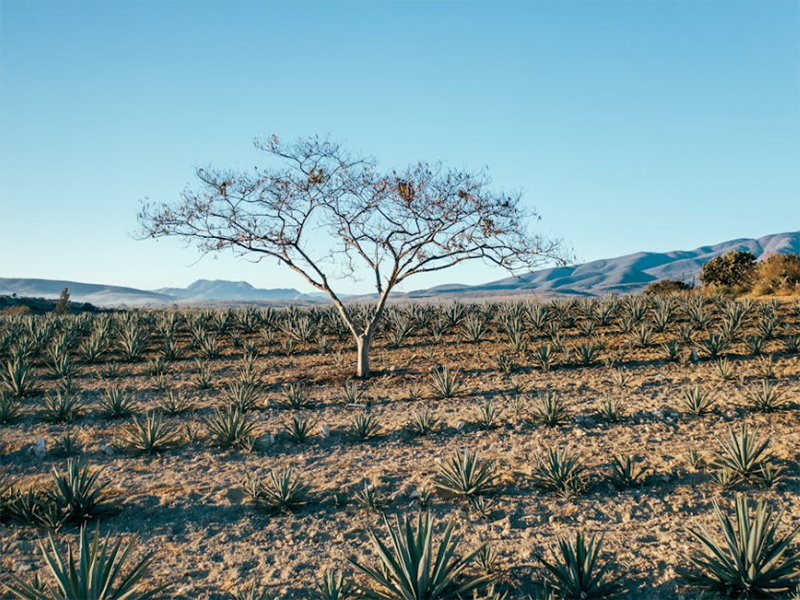 土壤電導率正常范圍