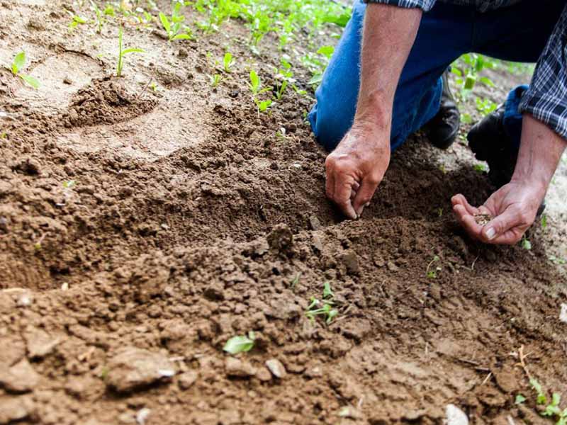 土壤總有機碳核心作用