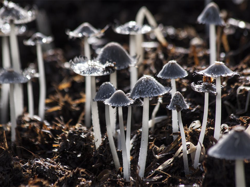 土壤檢測標(biāo)準(zhǔn)流程