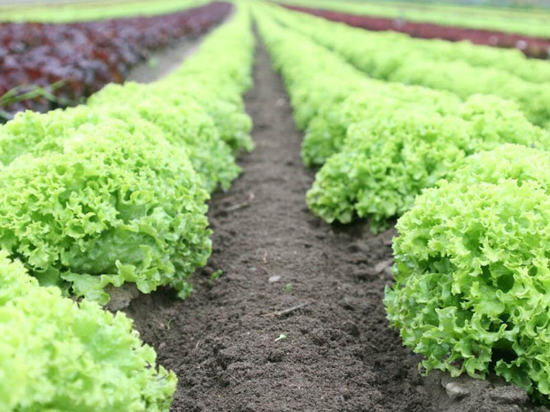 為什么冬季是土壤檢測的最佳時機