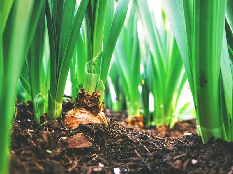 為什么要測(cè)土壤水分