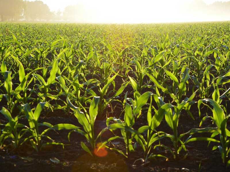 土壤重金屬污染的內涵