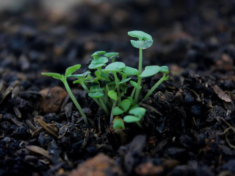 土壤五參數測定儀操作步驟