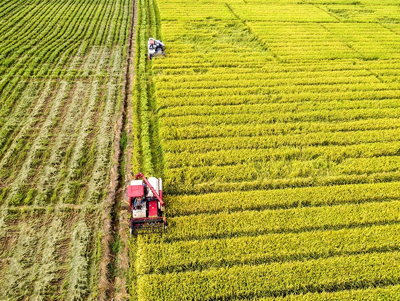 農(nóng)作物是否缺肥 農(nóng)作物是否缺肥