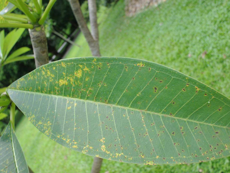 農作物病害檢測儀的作用 12.jpg