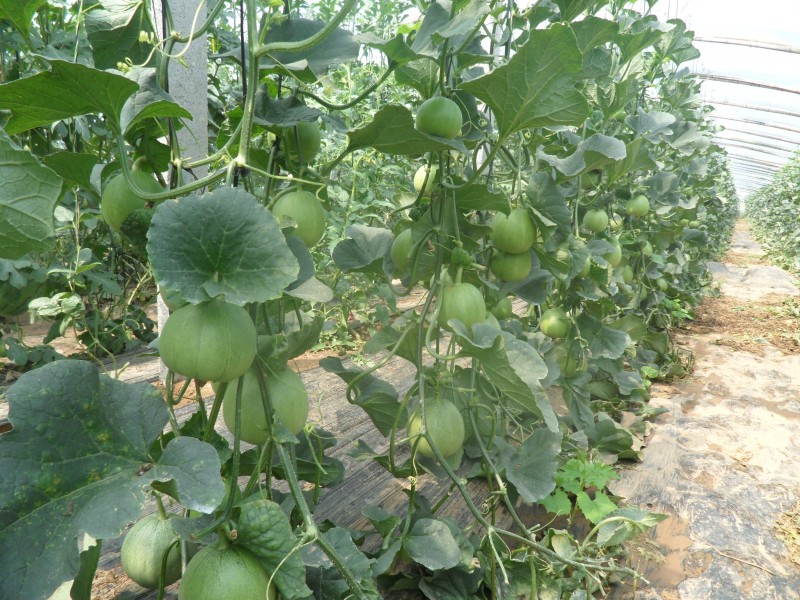 甜瓜怎樣施肥？才能提高質量和產量